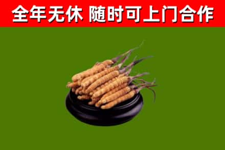 阳江回收冬虫夏草